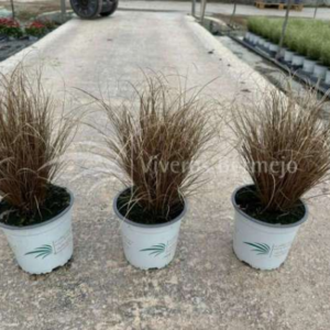 CAREX COMANS ZORA C1L