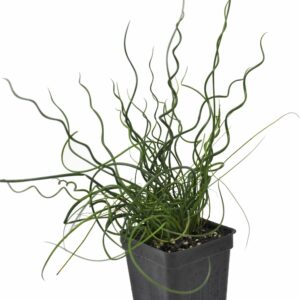 JUNCUS SPIRALIS C1L