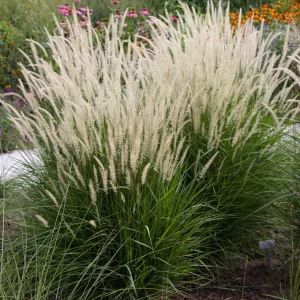 PENNISETUM ‘VILL FLUFFY’ M-17