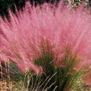 MUHLENBERGIA PINK M-17