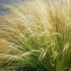 STIPA M-17