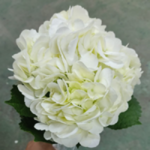 HYD White PRE #162152