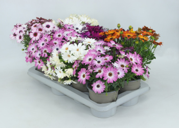 Dimorfoteca (Osteo) Mix 150387