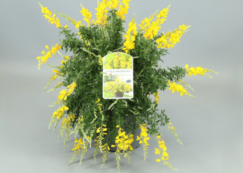 Cytisus 174586