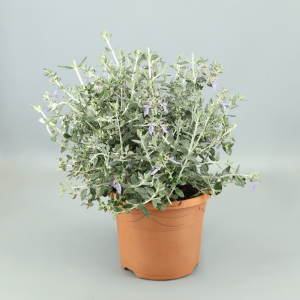 Productor:VS Color:Blanco/Gris Altura:35cm Maceta:17 x6