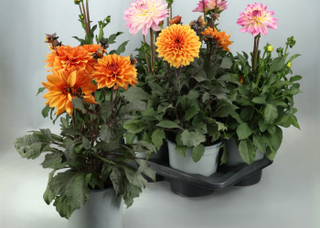 Dahlia Hybrida Mix 180063