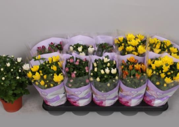 Chrysanth 6 Colores 1851