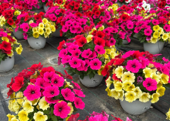 Potunia Mix 200064