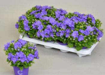 Campanula Dublin Blue 30059