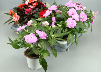 Impatiens NG 58587