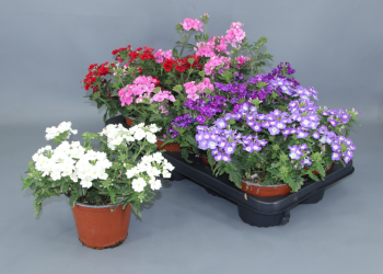 Verbena Esqueje 59328