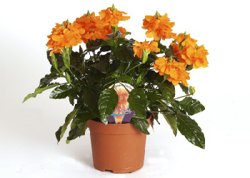 Crossandra Fortuna 28321